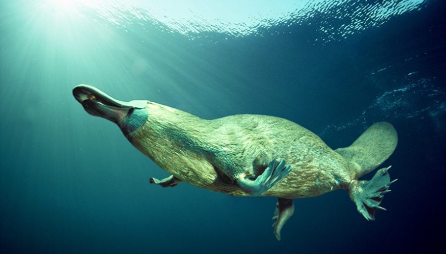 ornithorynque