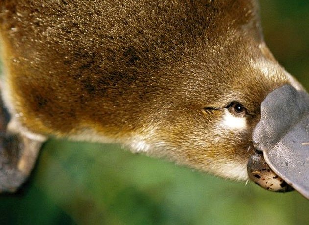 ornithorynque lait protéine super bactéries antibiotique résistance combattre