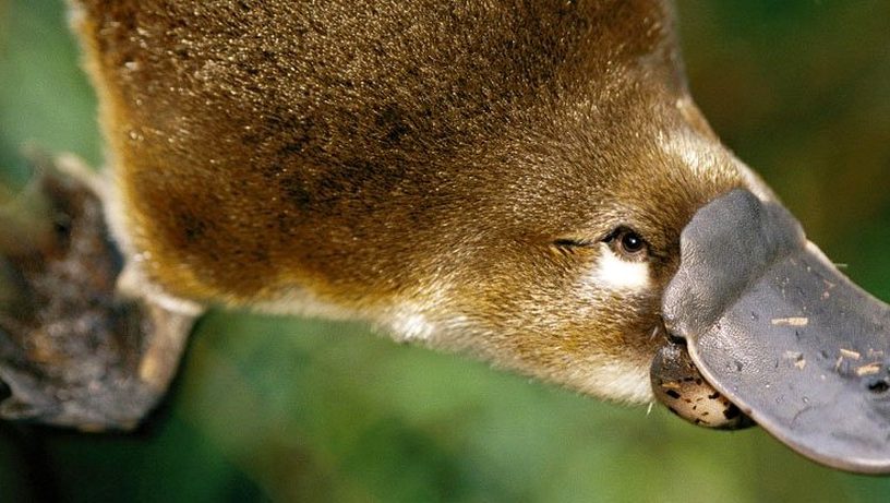ornithorynque lait protéine super bactéries antibiotique résistance combattre