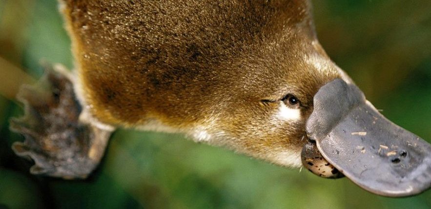ornithorynque lait protéine super bactéries antibiotique résistance combattre