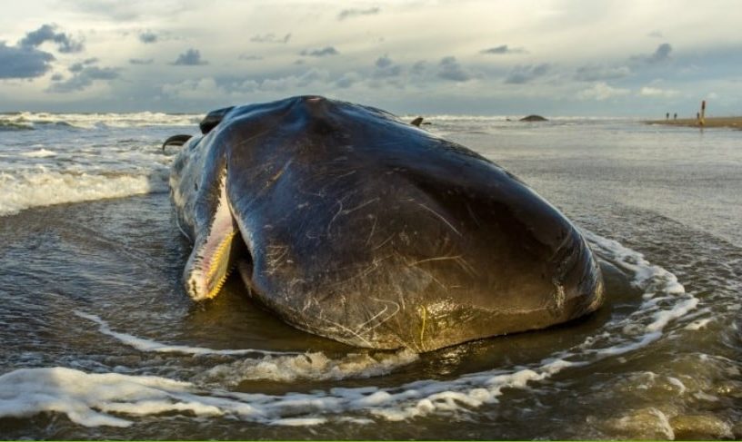 baleine echouee
