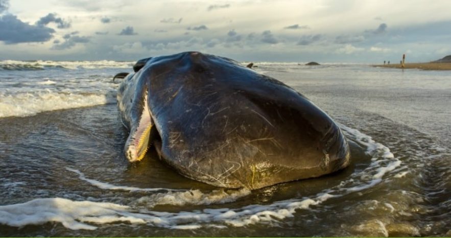 baleine echouee