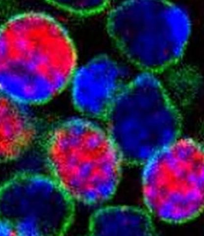 cellules souches cerveau g2