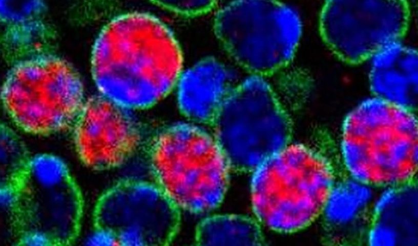 cellules souches cerveau g2