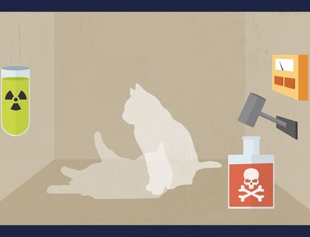 chat schrodinger bandeau