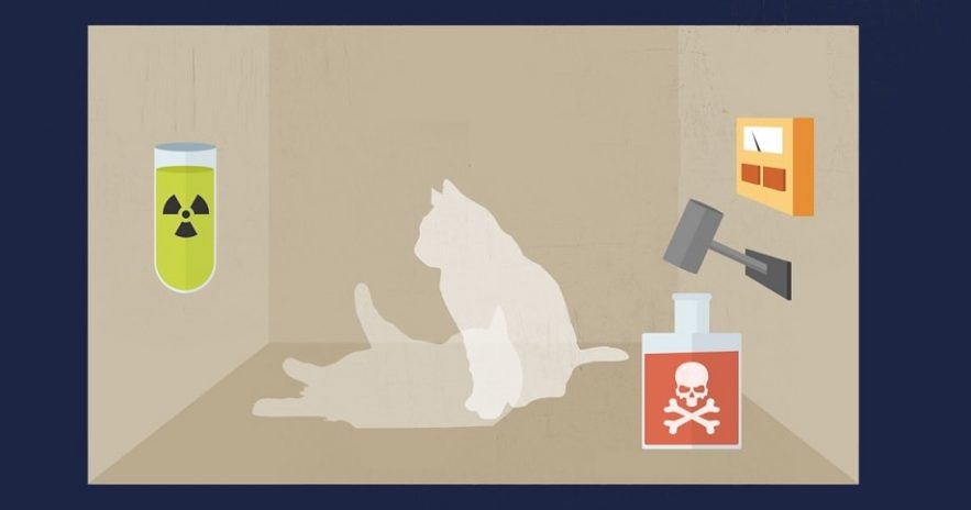 chat schrodinger bandeau