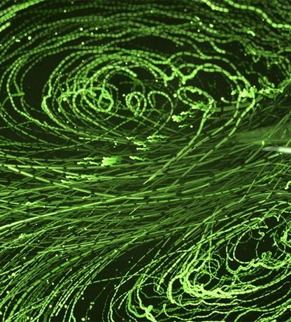 crevettes océan eau mouvement