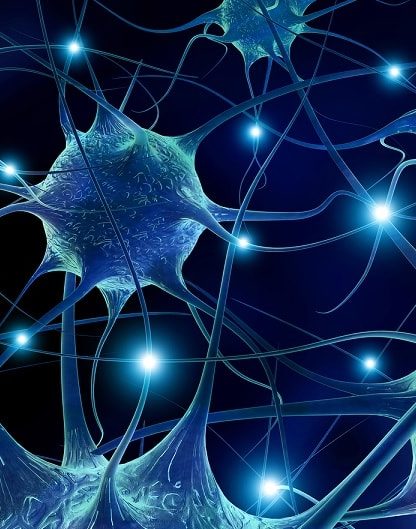 neurones autisme