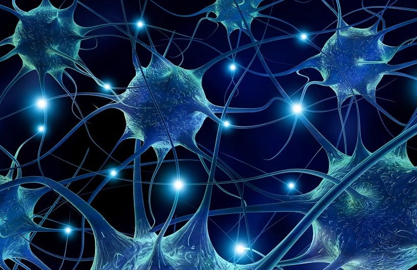 neurones autisme