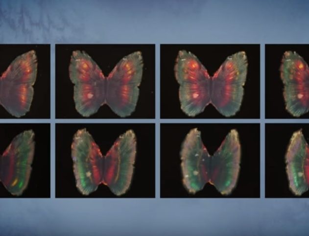 papillon couleurs