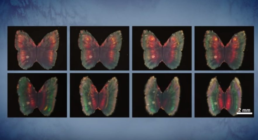papillon couleurs
