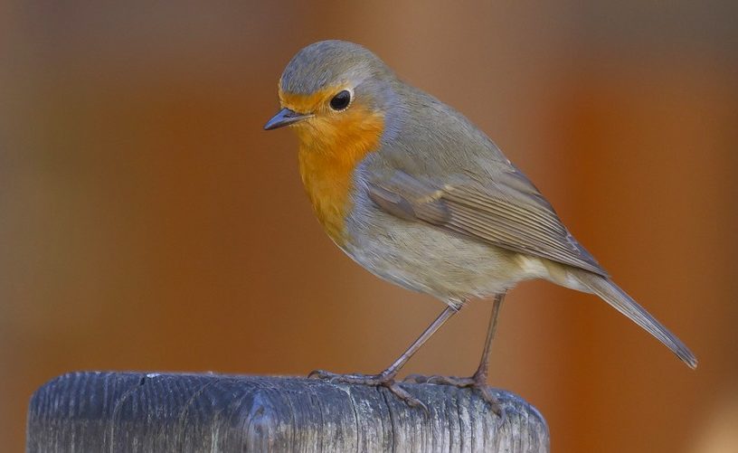rouge gorge oiseau champ magnétique vision magnétoréception