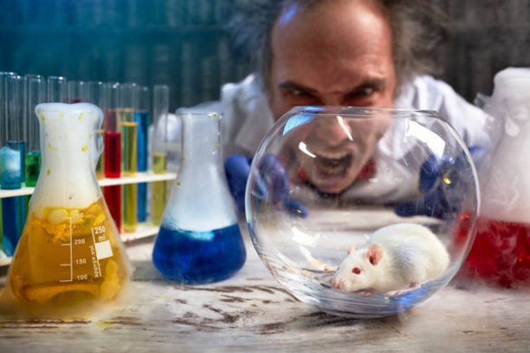 scientifique photo istock fou souris rat laboratoire cliche