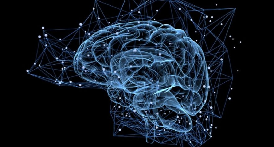 cerveau hologramme