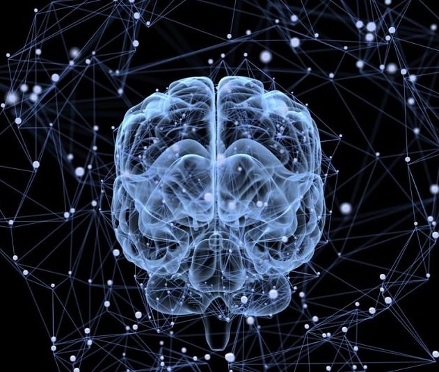 cerveau reseau