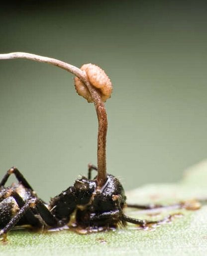 cordyceps fourmis insectes parasites cerveau