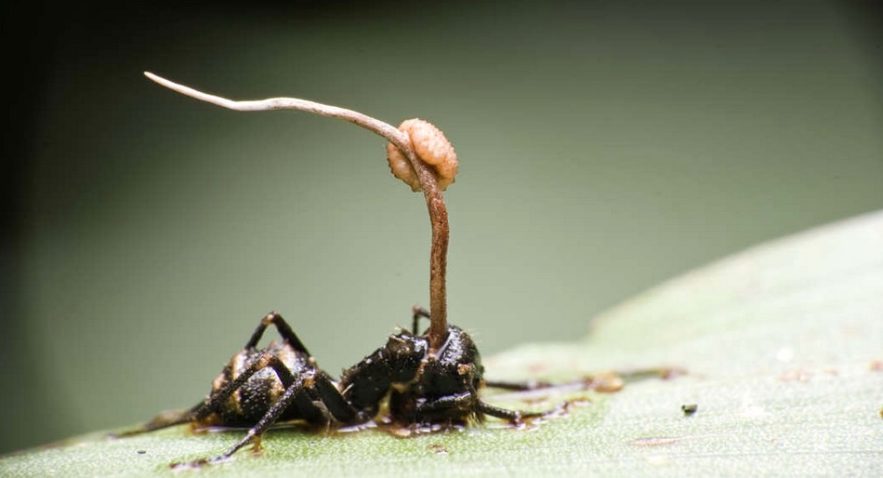 cordyceps fourmis insectes parasites cerveau