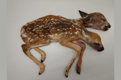 faon cerf deux tetes jumeaux siamois