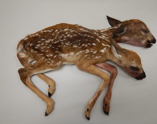 faon cerf deux tetes jumeaux siamois