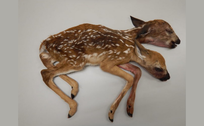 faon cerf deux tetes jumeaux siamois