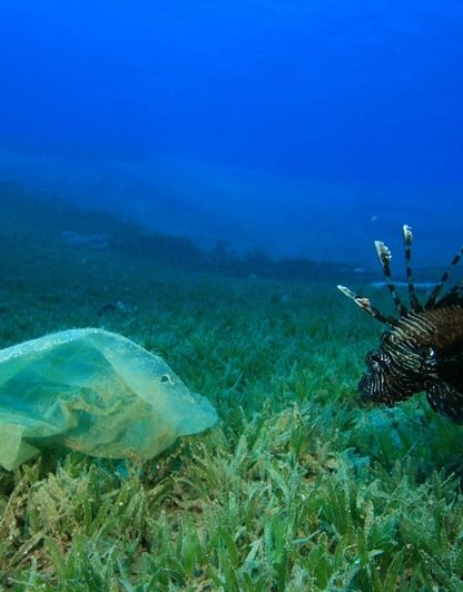 plastique poisson