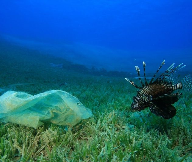 plastique poisson