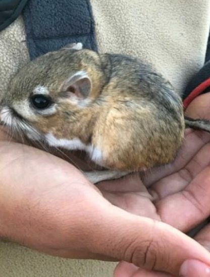 rat kangourou espèce disparition espoir nature agriculture