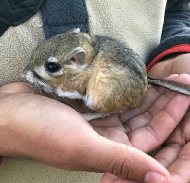 rat kangourou espèce disparition espoir nature agriculture
