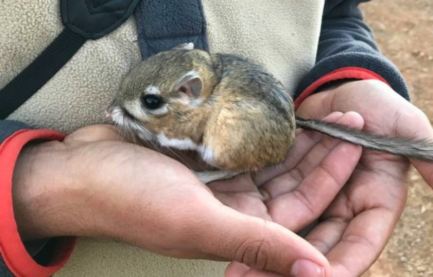 rat kangourou espèce disparition espoir nature agriculture
