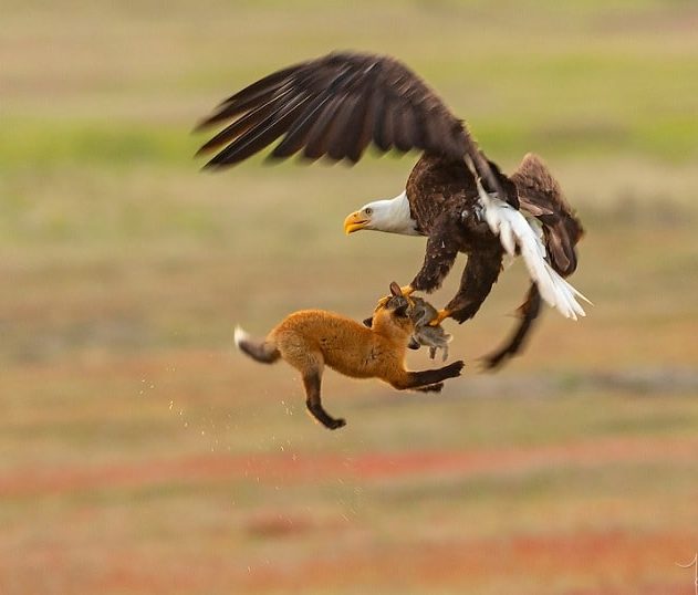 renard pygargue