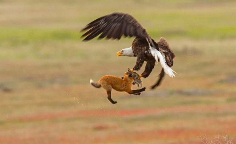renard pygargue