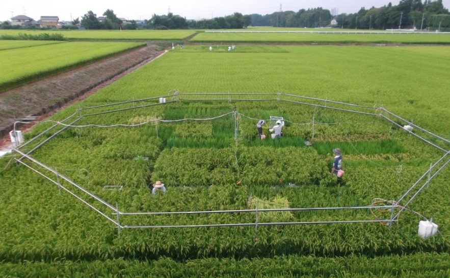 riz analyse carbone dioxyde proteines nutrition