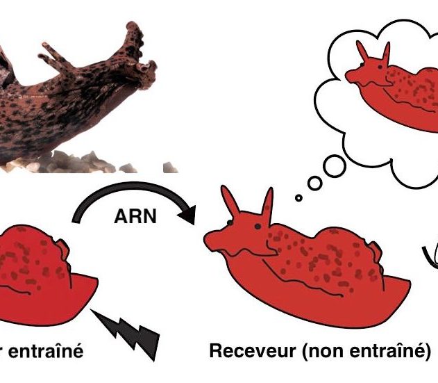 transfert memoire aplysia