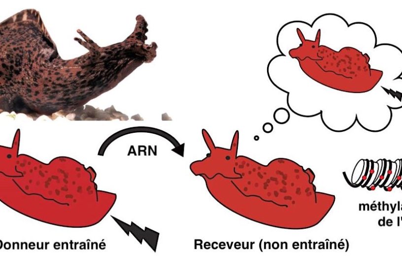 transfert memoire aplysia