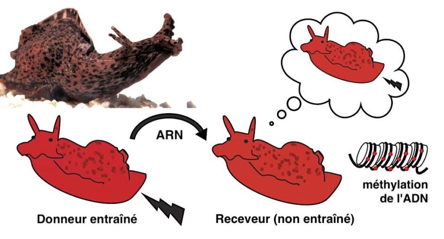 transfert memoire aplysia
