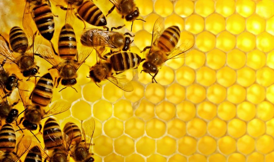 abeille cerveau intelligence numerique zero nombre chiffres