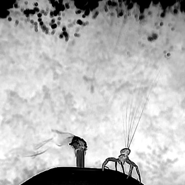 araignee crabe parachute