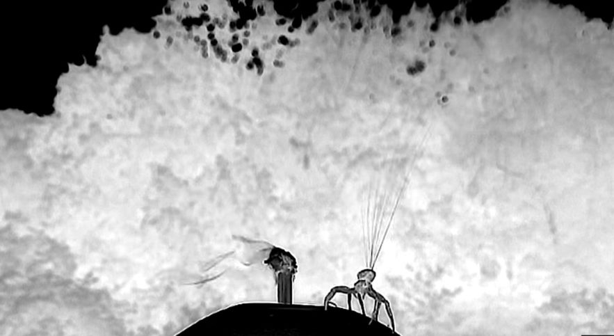 araignee crabe parachute