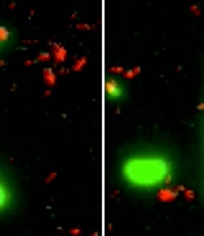 bacterie pilus