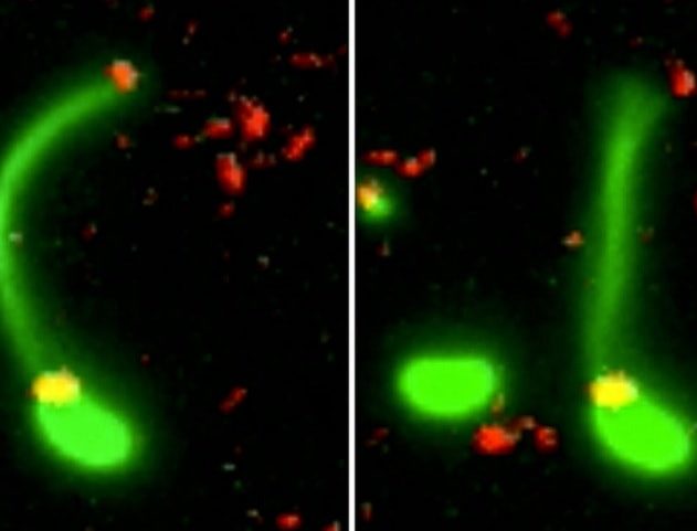 bacterie pilus