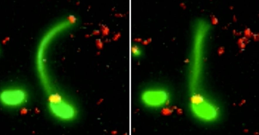bacterie pilus