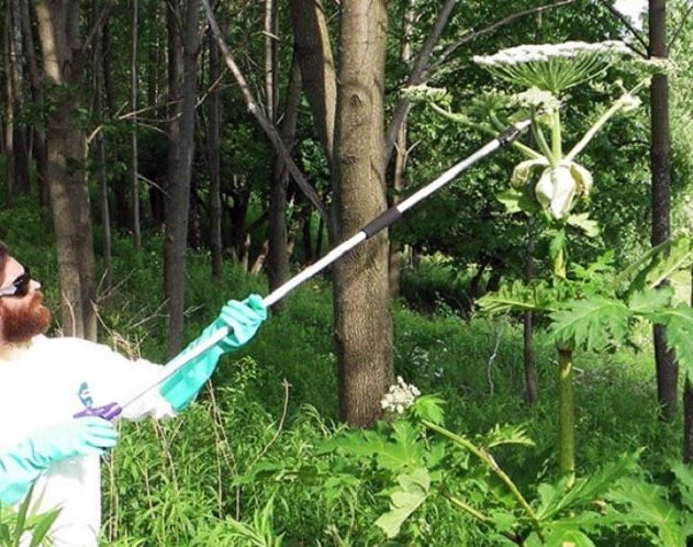 berce neutralisation