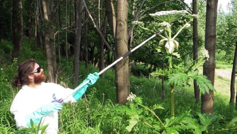 berce neutralisation