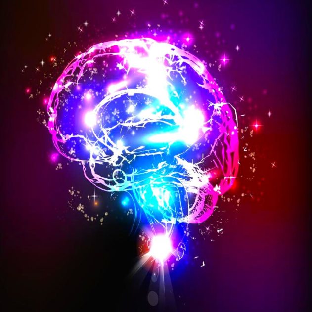 cerveau taille