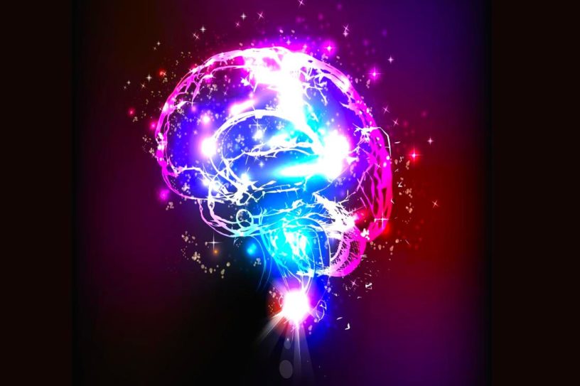 cerveau taille
