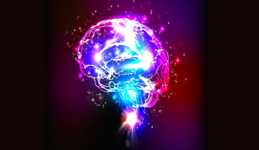 cerveau taille