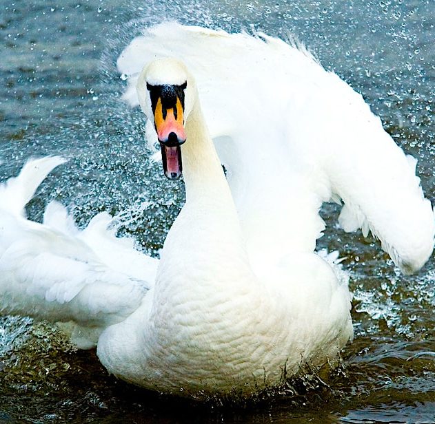 cygne agressif couple gay homosexuel