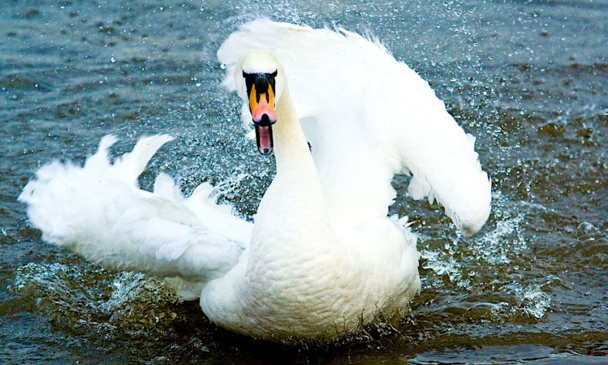 cygne agressif couple gay homosexuel