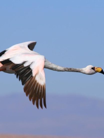 flamant cavale