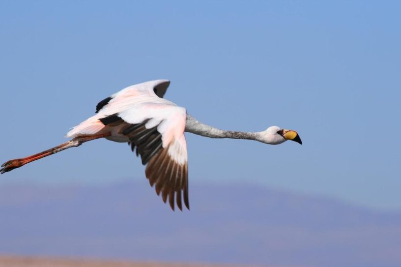 flamant cavale